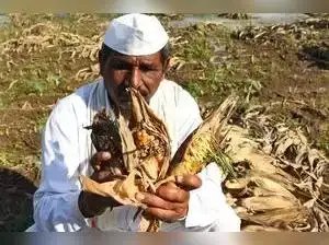 मंत्री कोकाटे ने कहा कि 1 रुपये की फसल बीमा योजना बंद नहीं की जाएगी