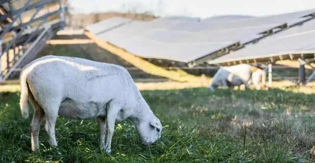 कश्मीर में नहीं पूरी हो रही मीट की डिमांड, सरकार ने उठाया ये कदम!