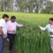 धान के किसानों के लिए Good न्यूज, कृषि विभाग लेकर आई नई तकनीक