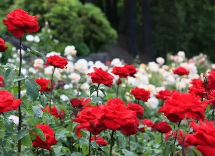 जानें गुलाब की पौध में उर्वरक को लेकर क्या कहते हैं विशेषज्ञ?