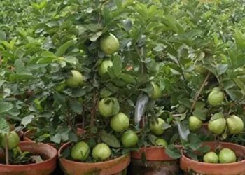 अमरूद  की बायोटेक्नोलॉजी आधारित प्रिसीजन-ब्रीडिंग हेतु 4 करोड़ रुपये की परियोजना मिली