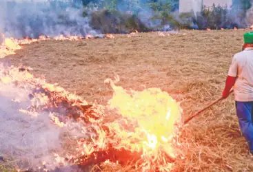 पंजाब में पराली को लेकर संसद में सरकार ने दी जानकारी, जानें क्या हुई चर्चा?