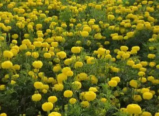 नेशनल सीड्स कॉर्पोरेशन से गेंदे के बीज खरीदने पर मिलेगी टी-शर्ट फ्री