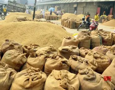 छत्तीसगढ़ में इस वर्ष के लिए 160 लाख धान की खरीद का टार्गेट!