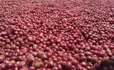 आलू के बाद अब प्याज की फसल पर भारी किल्लत, कीमत में हो रही बढ़ोतरी