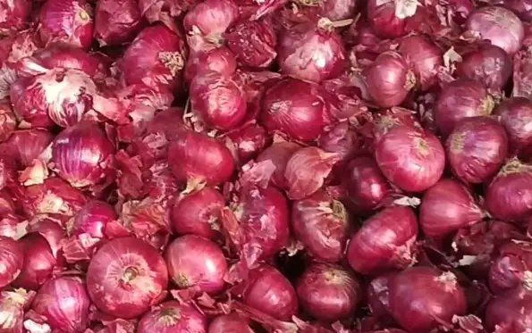 केंद्र ने किया प्याज से 20% निर्यात शुल्क हटाने का ऐलान, जानें क्या है मामला?