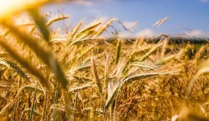 नई आवक शुरू होते ही गेहूं की बिक्री बंद, आसमान छू रहीं कीमतें!