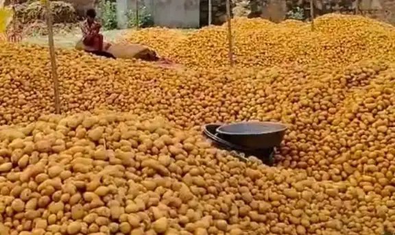 आलू की आवक हुई तेज, सप्लाई अधिक होने से रेटों में गिररावट, जानें क्या हैं मंडी भाव?