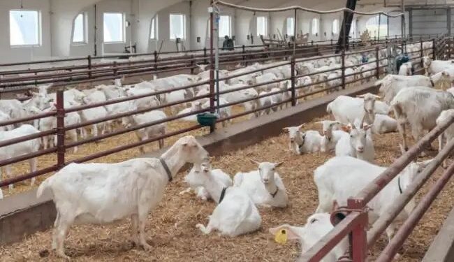 नौकरशाही छोड़ करें बकरी पालन, मिलेगा रोजगार, कमाएं लाखों का मुनाफा!