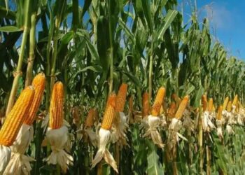 मक्का की खेती बनी किसानों की पहली पसंद, बुवाई में 15% की रिकॉर्ड बढ़ोतरी