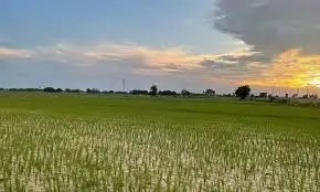 धान की ये 2 किस्में देंगी किसानों को 30 प्रतिशत पैदावार, खत्म होगी पानी की परेशानी