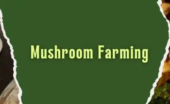 स्मार्ट इंडोर मशरूम फार्मिंग: शुरुआती लोगों के लिए संपूर्ण हिंदी गाइड