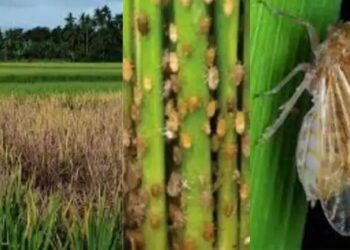 धान की बंपर बुवाई के साथ कीटों का खतरा बढ़ा, फसलों को बचाने के लिए अपनाएं ये उपाय