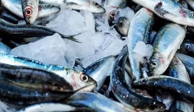 मत्स्य पालन विभाग ने किसान क्रेडिट कार्ड के एकीकरण का सफलतापूर्वक उद्घाटन किया