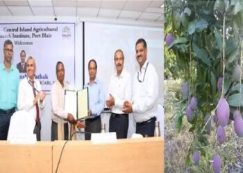 ‘चिंता आम’ की वैरायटी पीपीवीएफआरए में पंजीकृत की गई