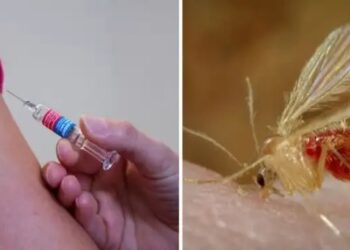 गुजरात: चांदीपुरा वायरस से 15 मौतें, जानें क्या है लक्ष्ण और कैसे करें बचाव ?