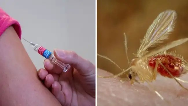 गुजरात: चांदीपुरा वायरस से 15 मौतें, जानें क्या है लक्ष्ण और कैसे करें बचाव ?