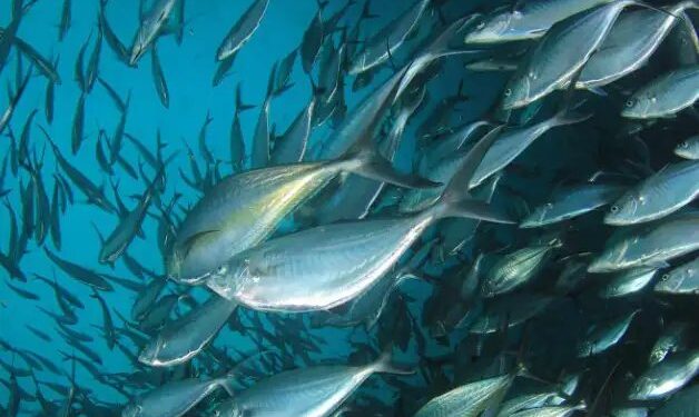 अंडमान-निकोबार में बनेगा टूना हब, खर्च होंगे हजारों करोड़, जानें क्या होगा खास?