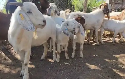 बिहार में भेड़-बकरियों को लग रहे फ्री पीपीआर टीके, जानें प्रोसेस?