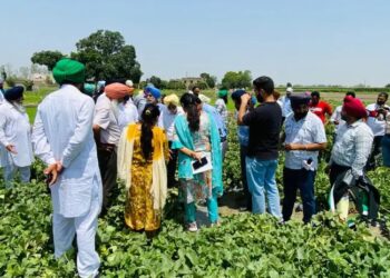 पंजाब एग्रीकल्चरल यूनिवर्सिटी की मस्कमेलन किस्म ‘पंजाब अमृत’ ने जीता किसानों का दिल