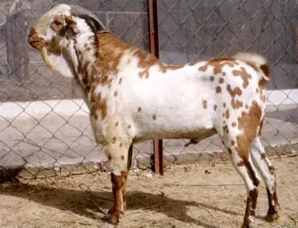 बकरीद पर इन बकरा मंडियों में पहले ही शुरु हो जाती है खरीदी, जानें क्या है खास?