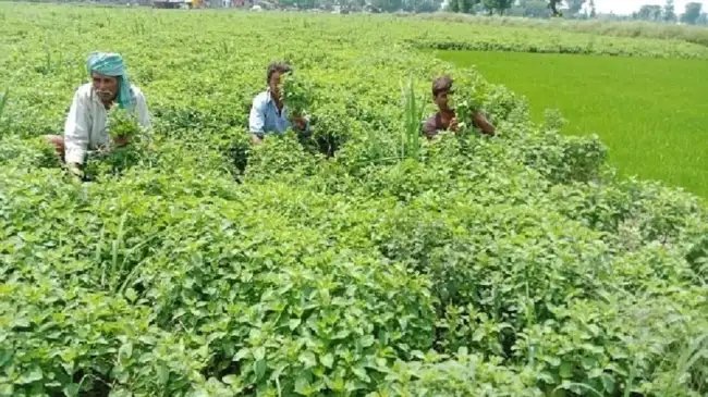 बिहार की सरकार अहरहर की खेती के लिए दे रही 3600 रुपये प्रति एकड़ सब्सिडी