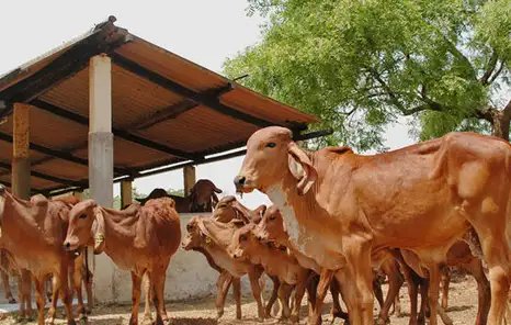 बिहार पशुपालकों नहीं करनी होगी बीमा करान की चिंता, सरकार देगी 75 फीसदी रकम, ऐसे उठाएं लाभ!