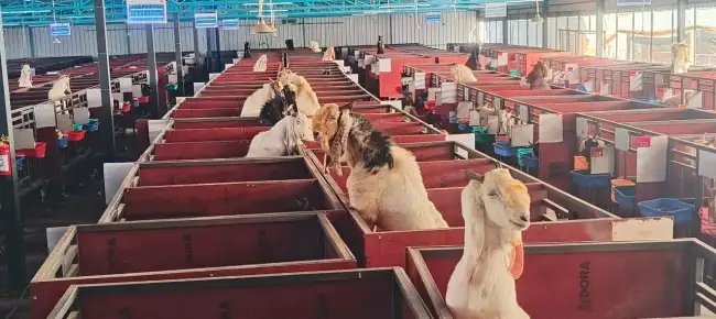 5,000 बकरियां, 70 कर्मचारी…खुला देश का सबसे विशाल बकरी फार्म, केंद्रीय मंत्री बोले पीएम मोदी का सपना हुआ सच….