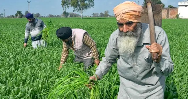 महाराष्ट्र किसानों ने MSP पर खरीद को लेकर उठाई आवाज, जानें पूरा मामला!