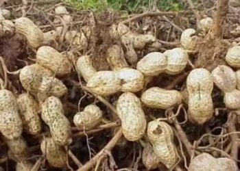 खरीफ सीजन में मूंगफली की K-1812 किस्म से बंपर पैदावार: जानें पूरी जानकारी