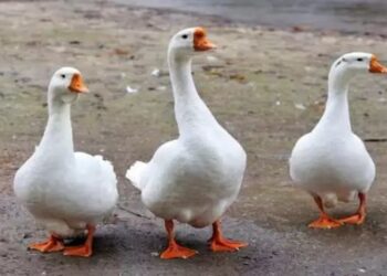 मुर्गी के मुकाबले ज्यादा मुनाफेदार है बत्तख पालन, जानें कितनी होगी कमाई