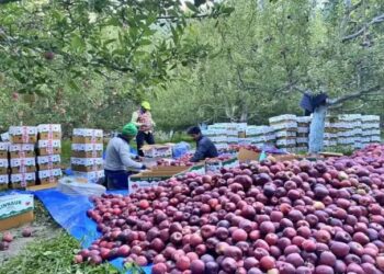 100% आयात शुल्क की मांग पर अड़े सेब उत्पादक, 9 जुलाई को दिखाएंगे ताकत