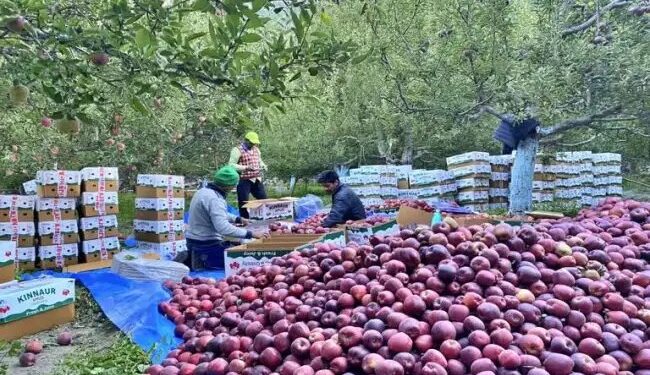 100% आयात शुल्क की मांग पर अड़े सेब उत्पादक, 9 जुलाई को दिखाएंगे ताकत