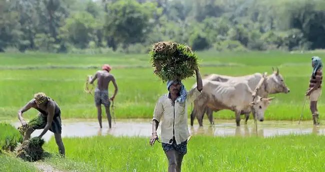 संकट में आए ओडिशा के किसान, नहीं मिल रहा फसल बीमा योजना का लाभ