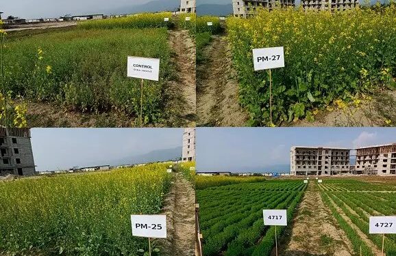 असम की जलोढ़ मिट्टी में पूसा मसूर और सरसों की किस्मों का प्रदर्शन एवं मूल्यांकन