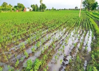 हरियाणा में आफत बना मॉनसून: हिसार-भिवानी के खेत बने तालाब, सैकड़ों एकड़ फसलें जलमग्न, किसान परेशान