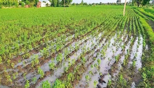 हरियाणा में आफत बना मॉनसून: हिसार-भिवानी के खेत बने तालाब, सैकड़ों एकड़ फसलें जलमग्न, किसान परेशान