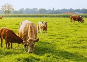 पंजाब में भूमि पूलिंग नीति में बड़ा बदलाव: अब छोटे किसान भी बना सकेंगे वाणिज्यिक और रिहायशी प्लॉट के हकदार