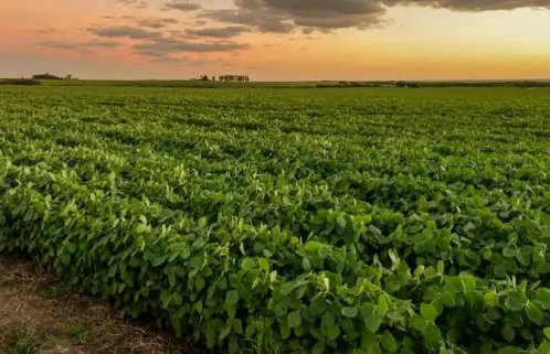 खाद के आयात में आया बंपर उछाल, क्या किसानों को इससे होगा लाभ?