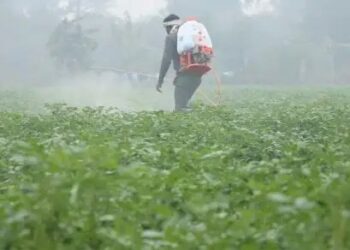 पाला पड़ने से फसलों को हो रहा नुकसान, तो किसान अपनाएं ये उपाय