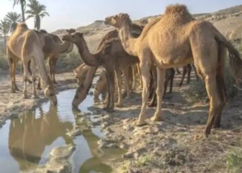 राष्ट्रीय पशुधन मिशन के तहत ऊंट और गधों को दी जा रही है आर्थिक सहायता, लद्दाख व राजस्थान में खास योजनाएं लागू