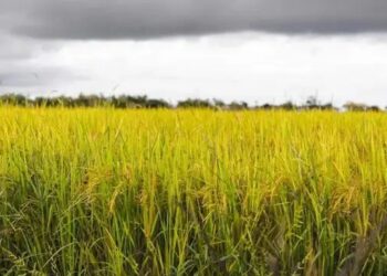 वैज्ञानिकों की बड़ी कामयाबी: जल्द ही बकानी रोग से मुक्त होगी बासमती धान