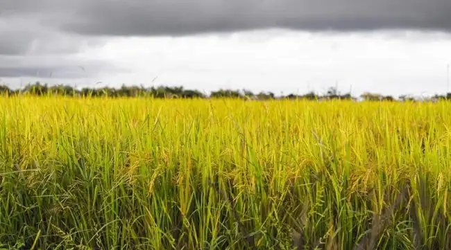 वैज्ञानिकों की बड़ी कामयाबी: जल्द ही बकानी रोग से मुक्त होगी बासमती धान