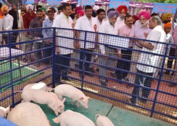 21-22 मार्च को GADVASU में लगेगा पशु मेला, बड़ी संख्या में पहुंचेंगे किसान