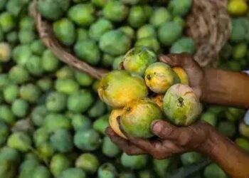 आंध्र प्रदेश के आम किसानों के लिए बड़ी खुशखबरी, सरकार ने किया 168 करोड़ की सब्सिडी का ऐलान