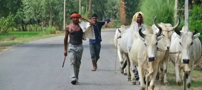 इस राज्य सरकार ने लागू किया पशुपालकों के लिए MSP कानून, कब से लागू होगी नई कीमतें?