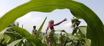 फसल बीमा योजना के तहत राज्यों द्वारा एस्क्रो खाते अनिवार्य