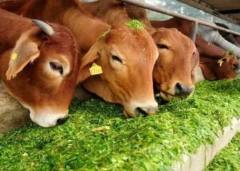 मक्का की इस किस्म के चारे से पशुओं के दूध में होगी बढ़ोतरी! NSC की वेबसाइड से ऑनलाइन बीज करें ऑर्डर