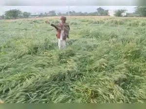 शिवराज सिंह चौहान सोमवार को 30 लाख किसानों को 3,200 करोड़ रुपये के फसल बीमा दावे हस्तांतरित करेंगे।