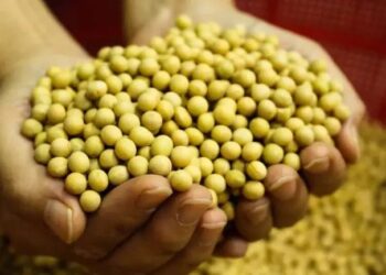 खेती का स्मार्ट विकल्प बनी सोयाबीन: जानिए क्यों हो रही है देशभर में इसकी डिमांड